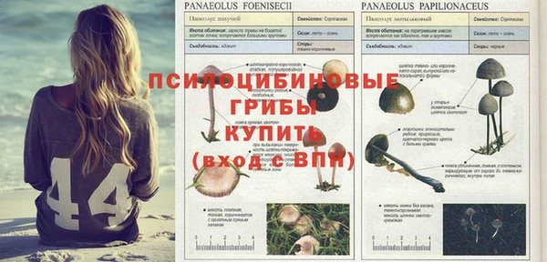 ПСИЛОЦИБИНОВЫЕ ГРИБЫ Богданович
